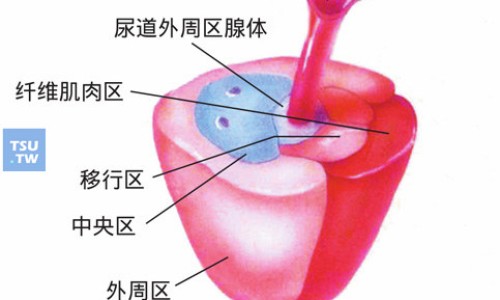巴戟胶囊的功效与作用及禁忌的功效与作用专区_海马巴戟胶囊的功效专区_巴戟胶囊的功效网