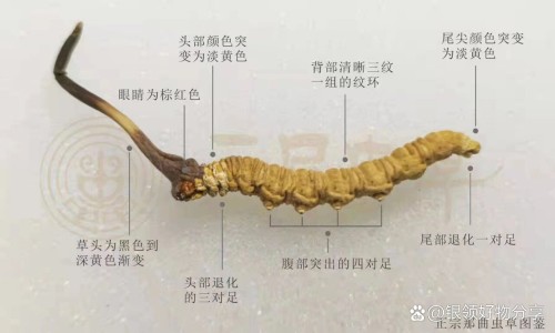 虫草清肺胶囊功效